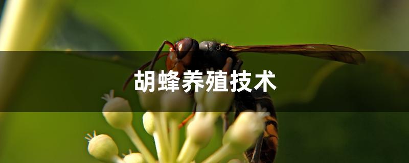 胡蜂养殖技术