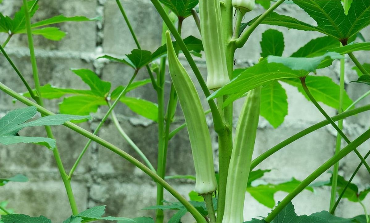 自家农业种植致富_农民致富种植项目_农业致富种植项目