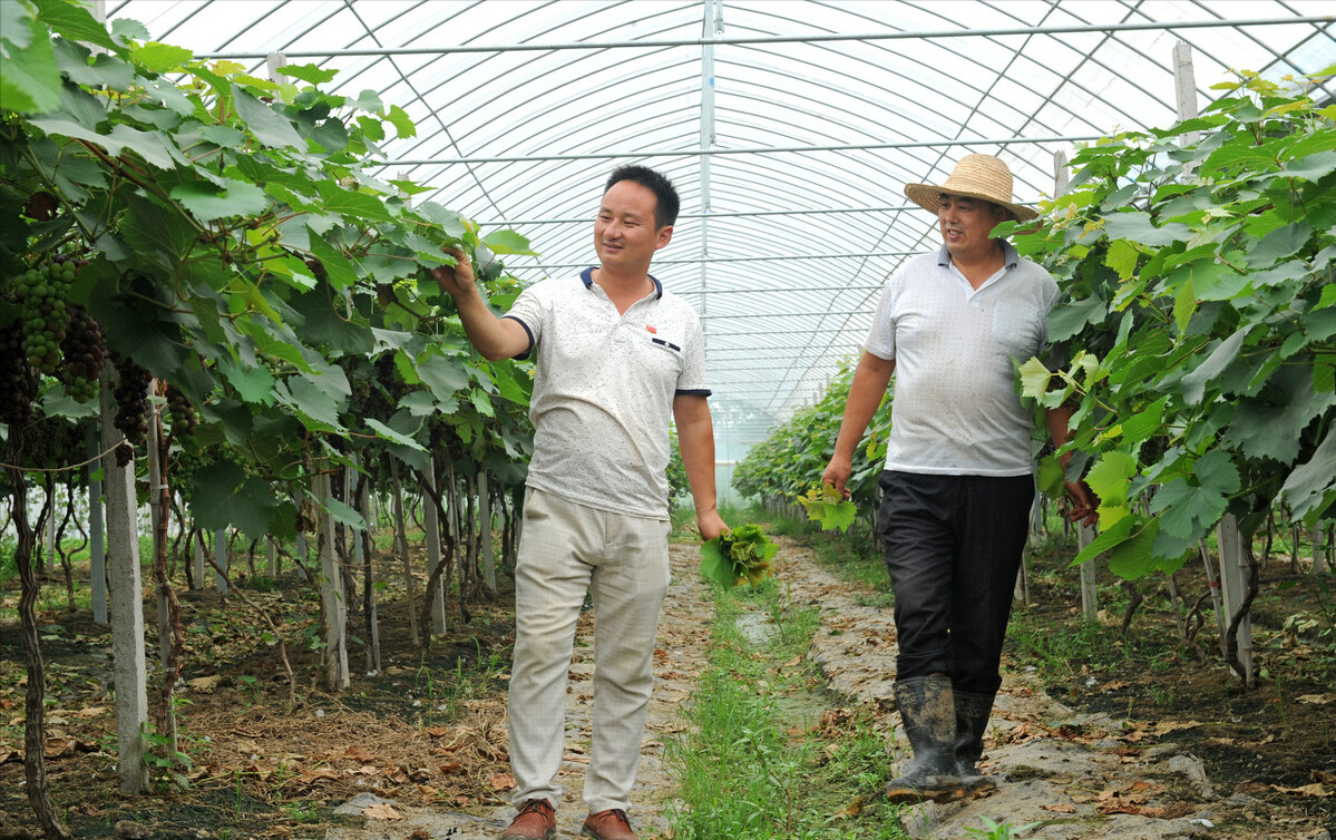 自家农业种植致富_致富种植农业的意义_农民致富种植项目
