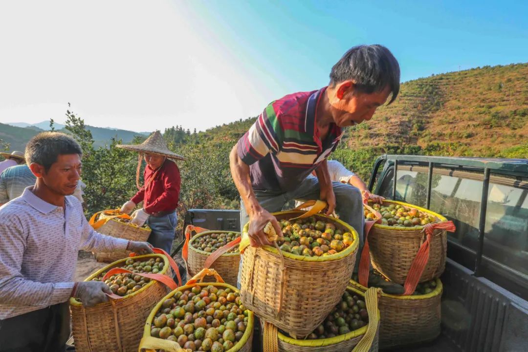 山上种果树需要什么手续_山上种植致富果树_山区种植果树