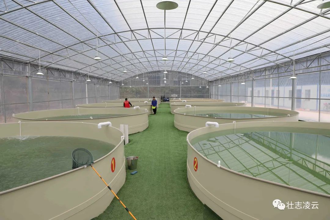 凌云：陆基养鱼新模式 拓宽乡村振兴新路子
