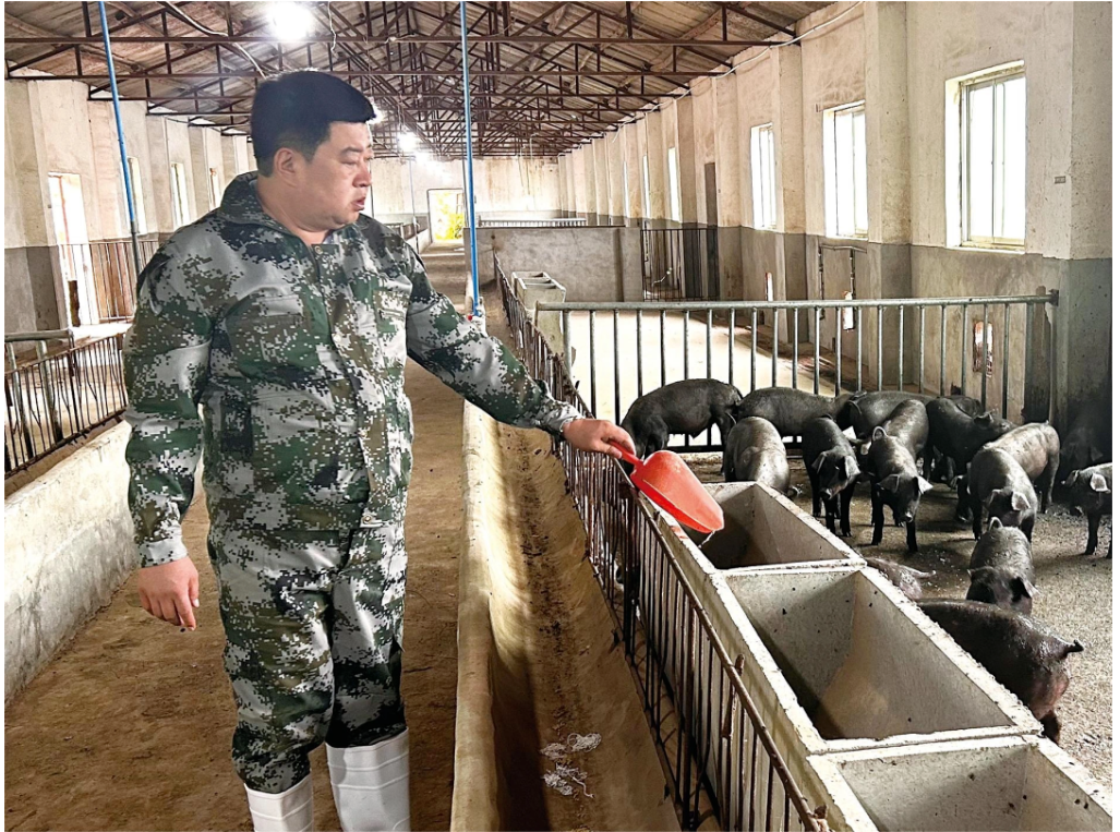 十佳农民 | 徐军海 守护关中黑猪 打响当家品牌