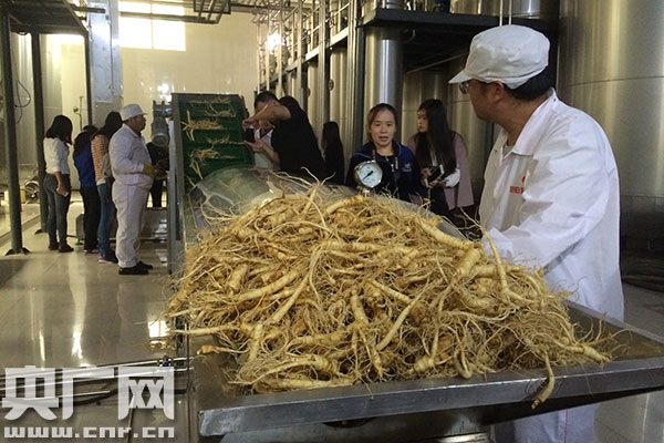 小小西洋参蕴含大财富 山东文登打造西洋参全产业链