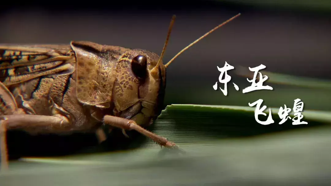致富经獾_致富经獾_致富经獾