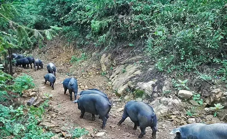 致富经獾_致富经獾_致富经獾