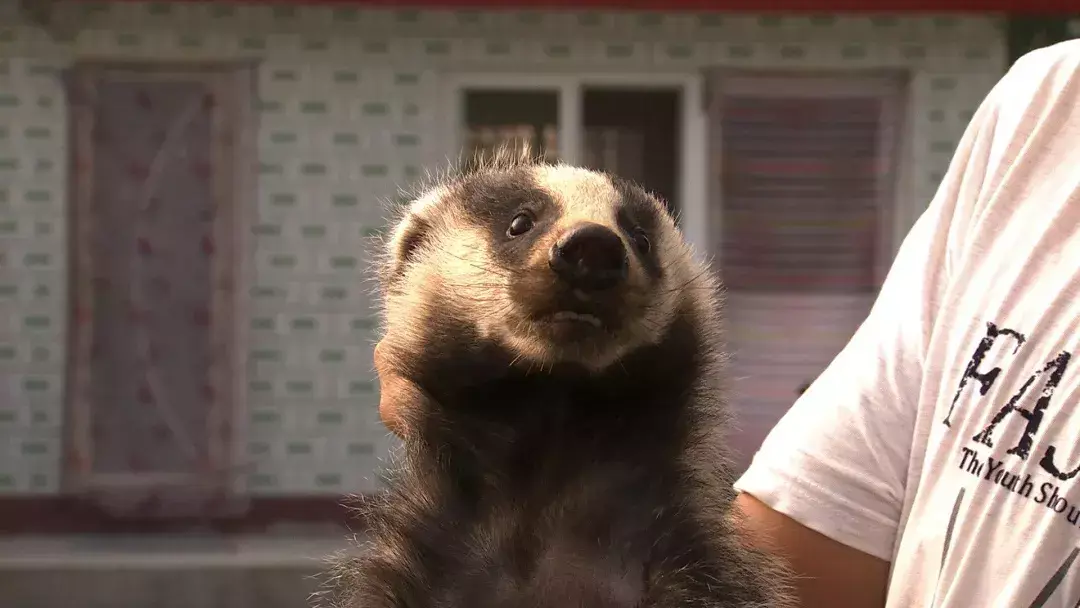 致富经獾_致富经獾_致富经獾