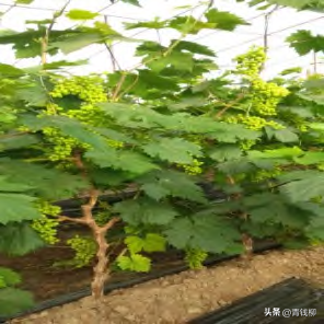养殖温床技术要求_温床养殖技术_养殖温床技术规范