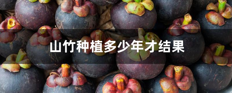 山竹种植多少年才结果