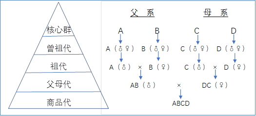 致富养殖原鸡图片大全_致富经养殖原鸡_养殖原鸡的市场前景