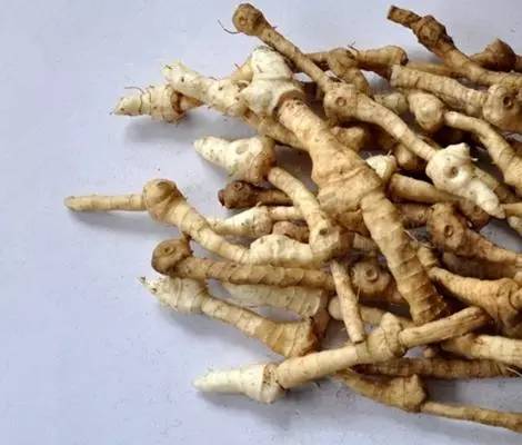 萝卜种植致富方法_萝卜种植效益怎样_萝卜致富种植方法图片