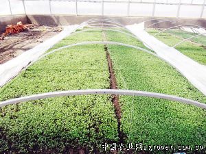 大白菜管理