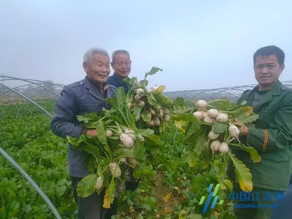 萝卜的高效种植技术_萝卜致富种植方法图片_萝卜种植致富方法