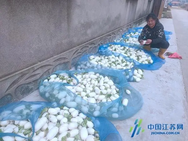 萝卜致富种植方法图片_萝卜的高效种植技术_萝卜种植致富方法