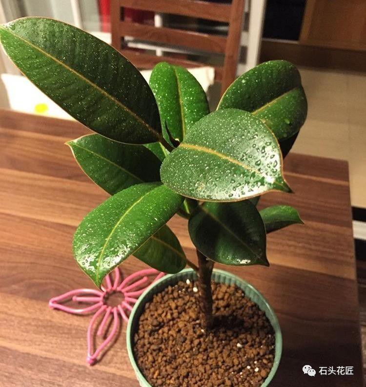 象皮树的养殖方法和注意事项有_象皮树盆栽养殖技术_象皮树怎么育苗