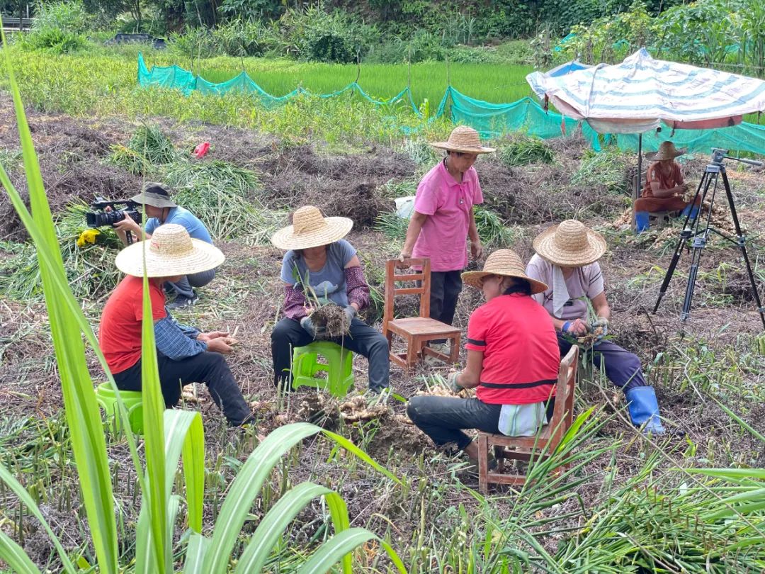 信宜朱砂镇：生姜种植扩宽致富路，种植户收益可观！