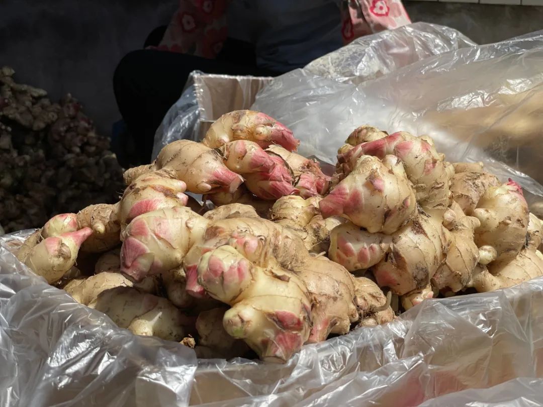 致富经生姜种植技术视频_农村生姜栽培种植技术_农村生姜种植致富