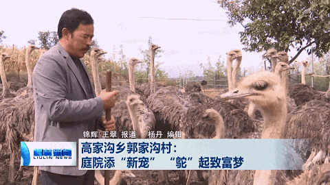 柳林郭家沟村：庭院添“新宠” “鸵”起致富梦