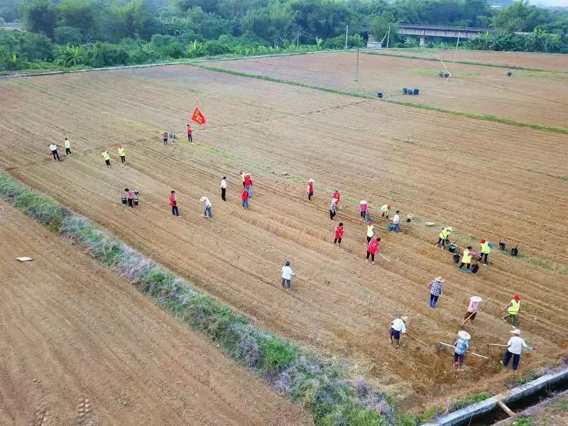 种植鸡骨草图片大全_种植鸡骨草经济效益_因种植鸡骨草致富的人