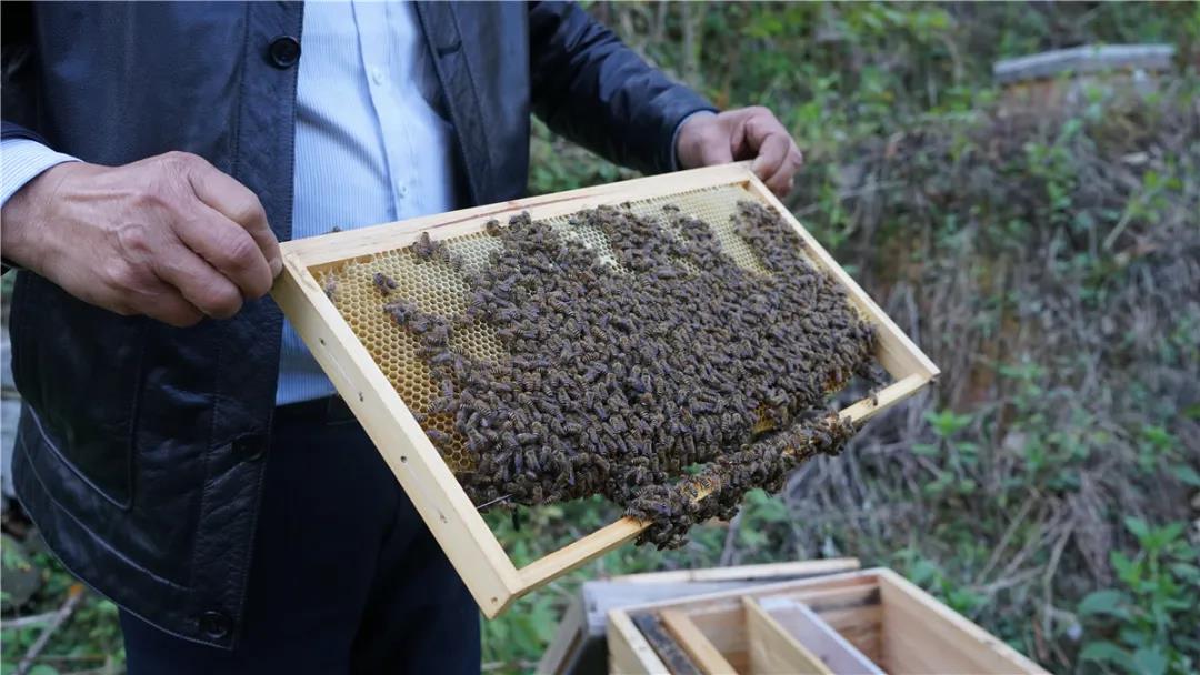 致富古法养蜂视频_致富经古法养蜂_古法养蜂求蜜有道