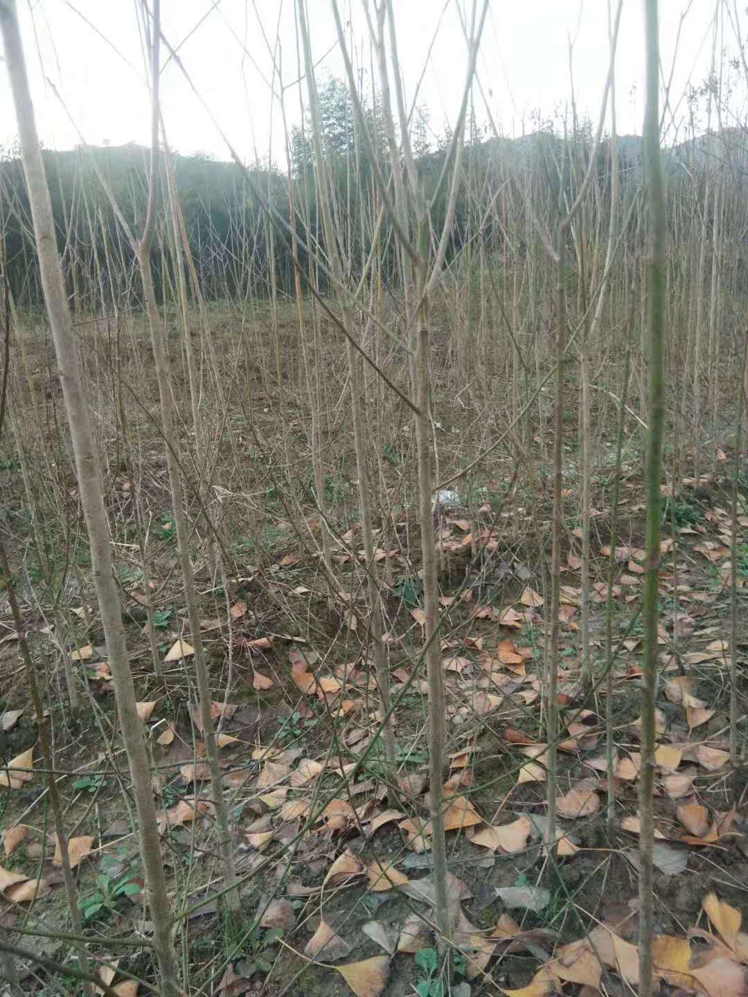 想种植一亩地青梅树苗长多大