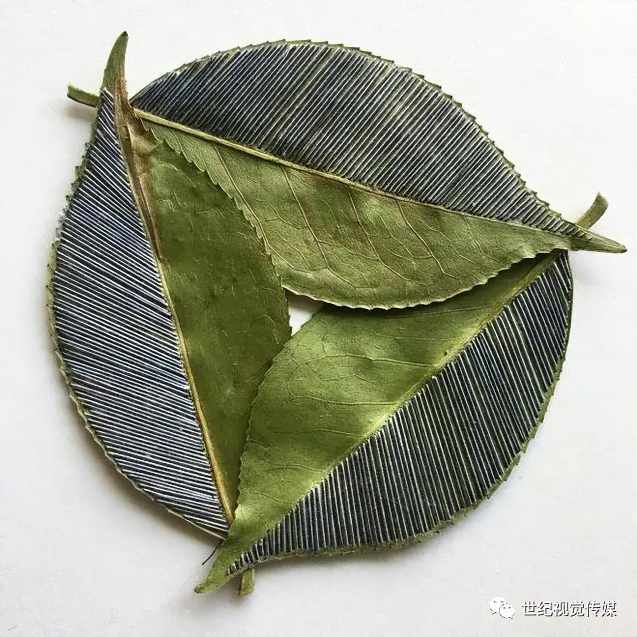 树叶利用致富_致富经神奇的树叶_树叶赚钱
