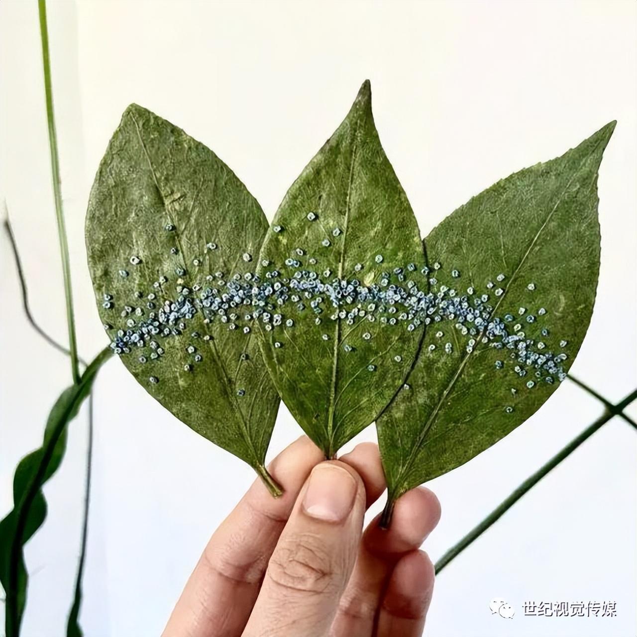 树叶赚钱_树叶利用致富_致富经神奇的树叶