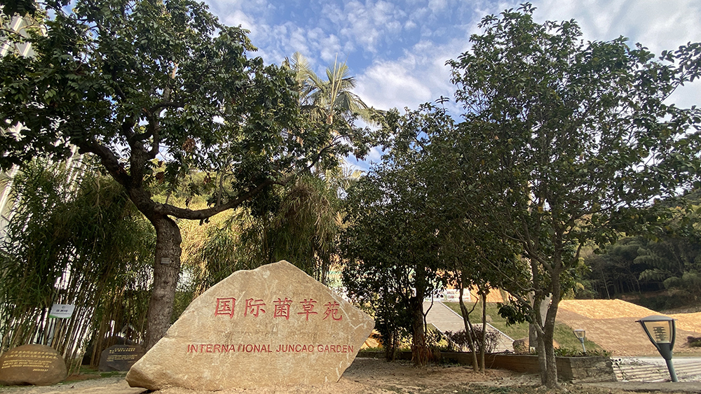 蘑菇种植孢子_菇种菌包_双孢菇种植技术学习