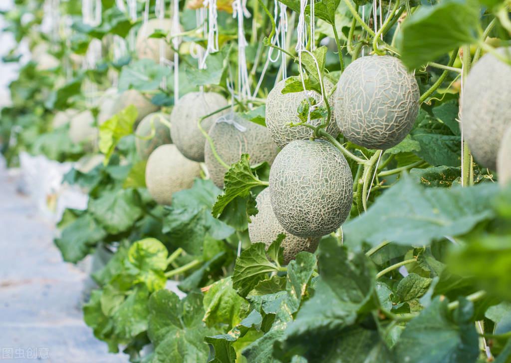 花盆种植甜瓜_盆栽甜瓜怎么种植方法_盆栽甜瓜种植技术视频