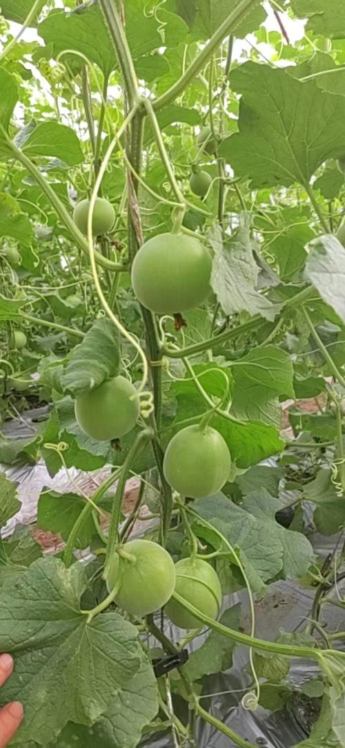 怎样种植甜瓜视频_花盆种植甜瓜_盆栽甜瓜种植技术视频