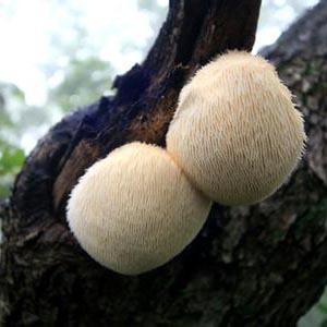 猴头菇的养殖技术_猴头菇养植技术_猴头菇怎么养殖技术