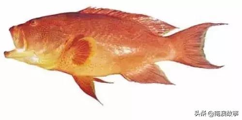 名贵海鲜，潮汕及港澳人，餐桌常见的44种鱼，你吃过多少种？