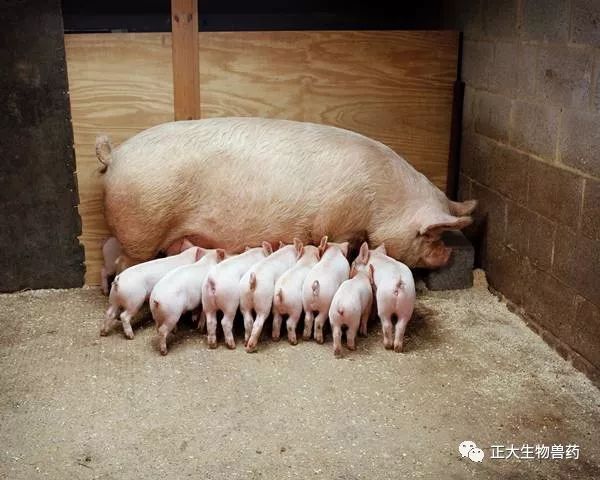 母猪养殖技术资料_养殖母猪资料技术大全_养殖母猪资料技术指南