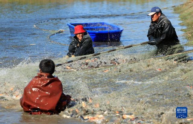 养殖视频致富经_河北小伙养殖致富_致富养殖视频