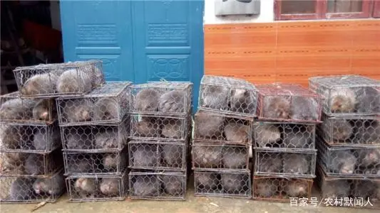 特种养殖的农户请做好准备，禁野决定通过，禁食禁养名单也已公布