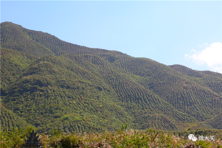 佛肚竹种植技术_大佛肚竹盆景_种植大佛肚竹致富