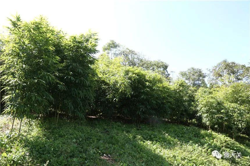 种植大佛肚竹致富_佛肚竹种植技术_大佛肚竹盆景