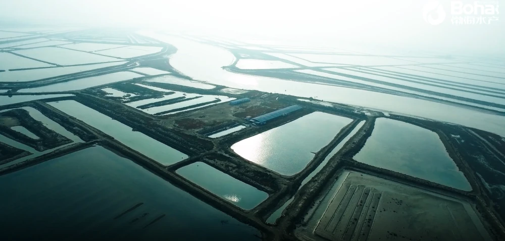北海虾养殖技术_北海养虾基地_虾北海养殖技术视频