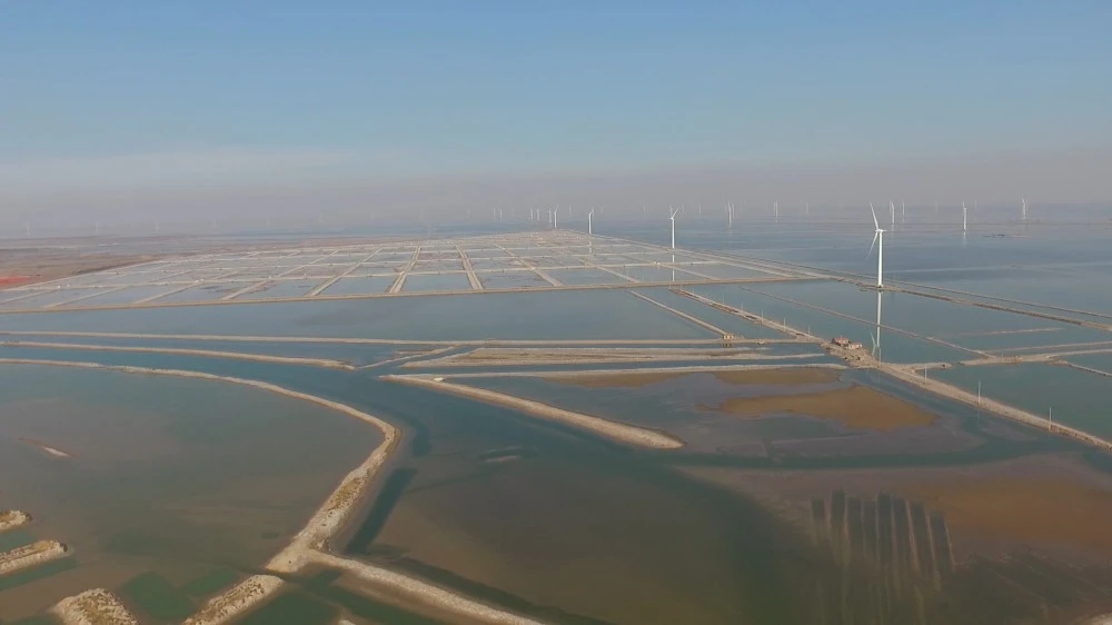 北海养虾基地_虾北海养殖技术视频_北海虾养殖技术