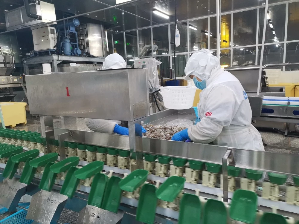 北海养虾基地_北海虾养殖技术_虾北海养殖技术视频