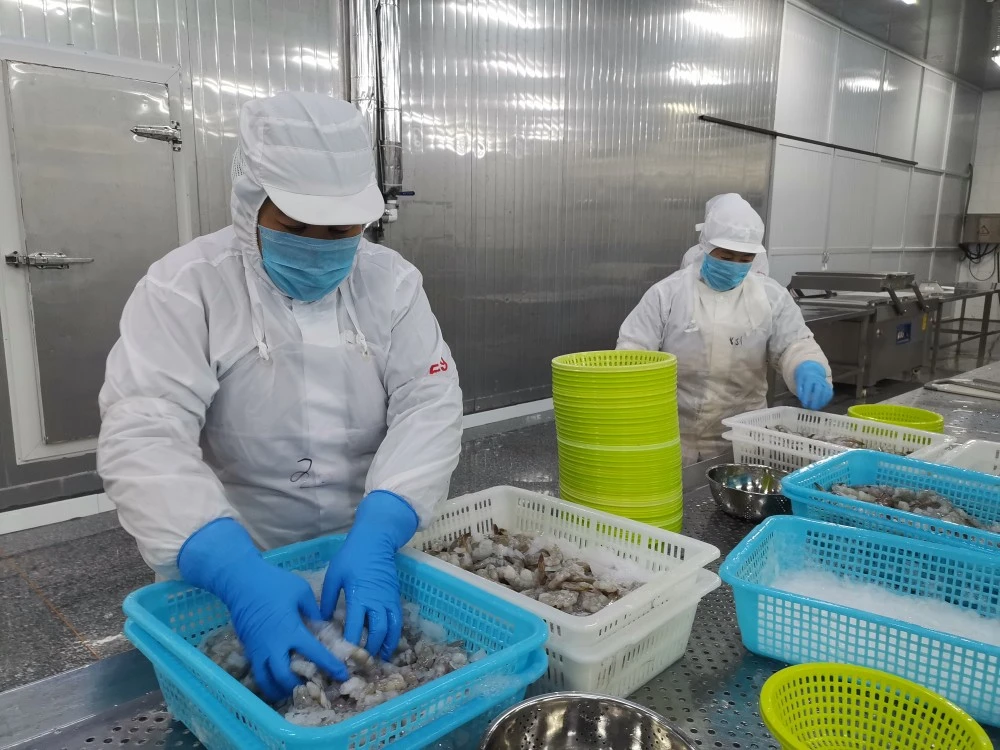 虾北海养殖技术视频_北海养虾基地_北海虾养殖技术