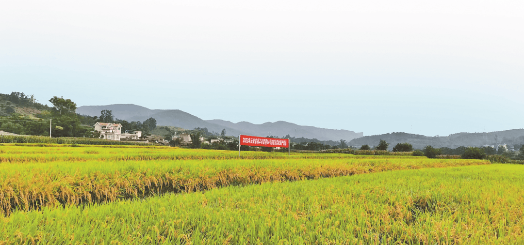楚雄蔬菜种植基地_楚雄种植什么_楚雄农村致富种植
