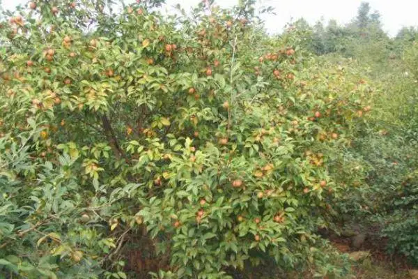 油茶种植不赚钱，解决这几个问题让你收入翻番