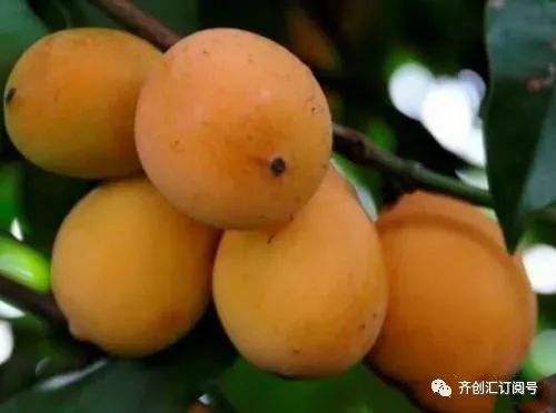 农民致富种植项目_致富种植农民经历的困难_农民致富种植经历