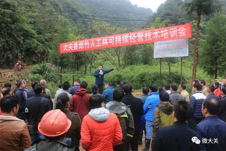 致富种植大佛肚竹怎么样_佛肚竹种植技术_种植大佛肚竹致富