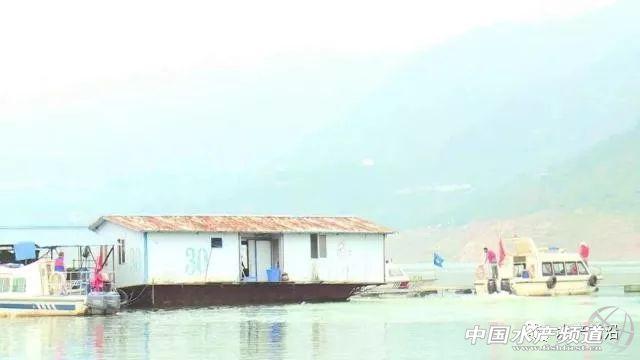 网箱养殖鱼苗_鳊鱼网箱养殖_网箱养殖鮰鱼技术