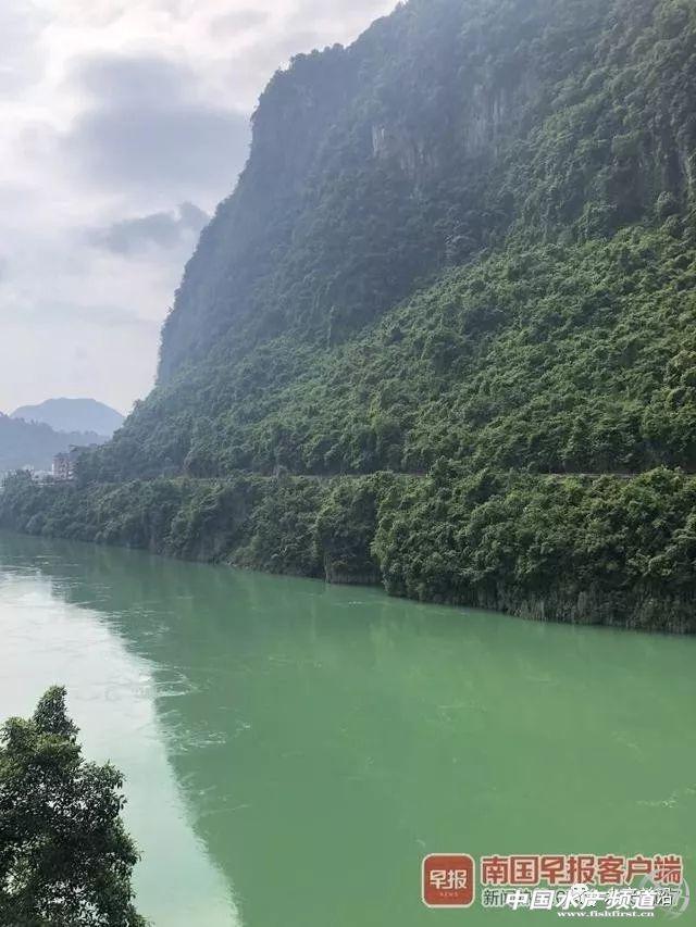 网箱养殖鮰鱼技术_网箱养殖鱼苗_鳊鱼网箱养殖