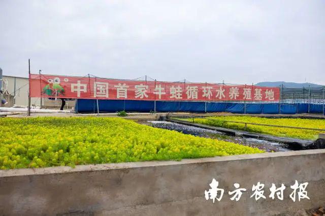 工厂化养虾视频_青虾工厂化养殖技术_科技苑养殖青虾视频