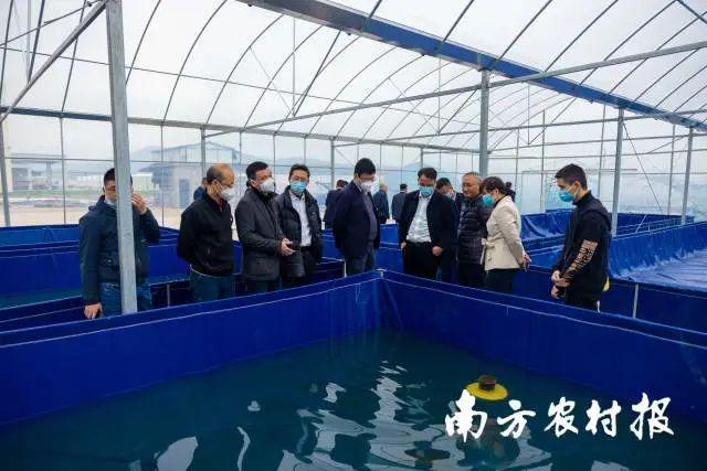 科技苑养殖青虾视频_青虾工厂化养殖技术_工厂化养虾视频