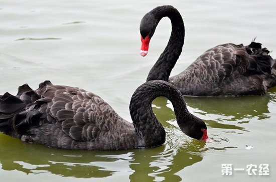黑天鹅