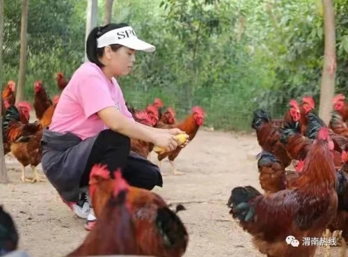 养殖鸡致富经视频_母鸡养殖致富吗_致富母鸡养殖方法